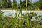 Raritäten im Hochbeet - Schwarze Tomaten bringen Vielfalt in die Küche