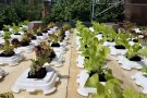 Bunte Salatvielfalt im Wasserbeet