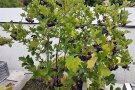 Ein Aroniastrauch kann auch in großen Kübeln wachsen und viele Früchte tragen