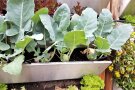 Kohlrabi und Salate im Vertikalbeet