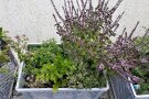 Kräuterkisten locken auch Insekten an