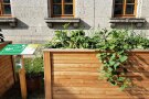 Süßkartoffeln und Mangold im Hochbeet.