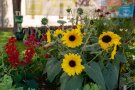 Sonnenblumen und Ziersalbei