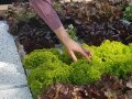 Eine Hand greift nach Salatköpfen die auf Wasser schwimmen.