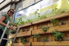 Grüne Perspektiven in der Höhe - Tomaten und Kräuter im vertikalen Palettenbeet