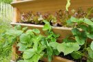 Vertikales Hochbeet mit Salaten und Erdbeeren