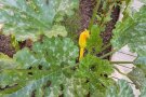 Auch Zucchini fühlen sich im Hochbeet wohl.