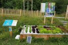 Den Schnecken zum Trotz - Gesunde Salate im Hydroponikbeet