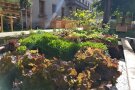 Hydroponik - Salate wachsen im Wasserbeet