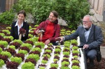 Drei Personen halten Salate über einem Wasserbeet mit Salat.