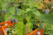 Andenbeere und Zuckerhut in einer orangen Bäckerkiste