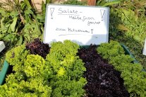 Salate zum Mitnehmen