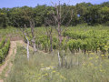 Blühfläche mit Totholz im Weinberg.