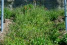 Blick auf einen Ausschnitt einer Rerbgasse mit zahlreichen kleinen Blüten in lilablau und gelborange sowie roten Mohn