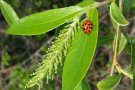 Im Gegensatz zu den auffälligen gelben Blüten sind die nektarreichen weiblichen Blüten eher unauffällig.