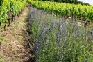 Blick in zwei Rebanlagen die spitz aufeinander zulaufen, das dazwischenliegende Dreieck ist mit einer bunt blühenden Begrünungsmischung bewachsen