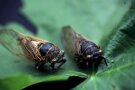 Zwei Tiere mit den typisch rötlichen Flügeladern