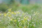 Zarte gelbe Blüten umgeben von kleinen weißen Blütchen vor milchig grünem Hintergrund