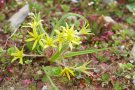 Gelbgrüne Blüten des Acker-Gelbstern, Staubbeutel sind gut sichtbar