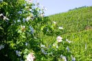 Eine weiß blühende Heckenrose am Weinbergrand