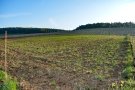 Eine gerodete Rebfläche mit schütterem Bewuchs des Bodens. Im Umfeld weitere Rebflächen