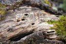 Ein Stück altes Holz teilweise mit Moos bewachsen, mit abgeplatzter Rinde und mit einigen Löchern