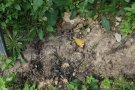 Blick auf ein Stück Boden neben einem jungen Rebstock. Die jetzt erdfarbene Folie ist kaum mehr zu erkennen; vereinzelt sind Risse erkennbar, in denen sich erstes zartes Grün zeigt. Außerhalb der Folienabdeckung sprießt kräftiges Grün.