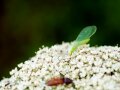 Eine grüne Florfliege mit netzartigen Flügeln und zwei weitere Insekten sitzen auf der Blüte