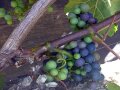 Rotweintraube deren Beerenfarbe von grün bis dunkelblau variiert