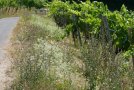 Randstreifen zwischen Weinbergsweg und Reben mit blau blühender Wegwarte und duftig weiß blühenden Doldenblüten