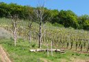 Abgestorbene Laubbäume wurden im Bereich von ehemaligen Spitzzeilen aufgestellt davor liegendes Totholz und im Vordergrund frisch gepflanzter junger Baum