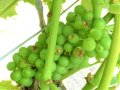 Sehr grüne unreife Beeren mit deutlichen Knabberspuren, die bereits eingetrocknet sind