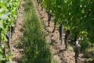 Schmaler Begrünungsstreifen in der Rebgasse mit blauen und gelben Blüten, daneben offener Boden 