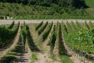 Zeilungen von zwei Weinbergen treffen im Winkel aufeinander, dadurch sind einige Zeilen deutlich verkürzt