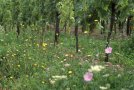 Blick auf eine Begrünung mit Rebstöcken im Hintergrund. Es blühen rosa Malven, weiße Schafgarbe, gelber Pippau und einige mehr