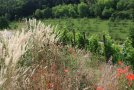 Ein Streifen am Rande eines Weinbergs mit blühenden Gräsern, Klatschmohn und weiteren wild aufwachsenden Pflanzen