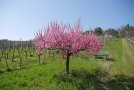 Auf der Fläche von zuvor entfernten kurzen Zeilen stehen nun eine Bank und ein pinkfarben blühender Baum, darunter eine natürliche Begrünung