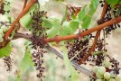 Mehrere von Peronospora befallene Trauben an einem Stock sind völlig verdorrt.