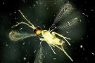 Ein feingliedriges, hellbraunes Insekt angeleuchtet vor dunklem Hintergrund