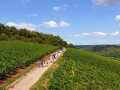 Gruppe von Menschen, z.T. mit Schirm, läuft durch sonnige Weinberge. Himmel ist blau-weiß.