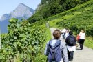 Lockere Personengruppe auf einem Weg durch Weinberge, im Hintergrund alpine Berge