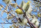 Weidenkätzchen in leuchtend gelbe Pollenpakete verwandelt. Für viele frühe Wildbienenarten ist dies die erste Nahrungsquelle nach dem Winter.