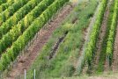 Entlang einer Wasserrinne im Weinberg steht auf jeder Seite ein breiter Streifen mit blühender Begrünung, daneben Rebzeilen mit wechselnder Begrünung