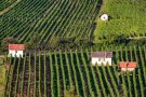 Unterschiedlich große Weinbergshütten stehen in der Reblage verteilt 