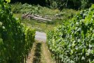 Blick durch den Weinberg die Rebzeilen entlang, über den Weinbergsweg hinweg auf eine Ansammlung von abgelegtem Holz in unterschiedlichen Stammstärken