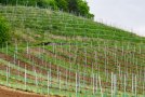 Im oberen Bildbereich stehen die Reben auf der Querterrasse , die Böschungen sind üppig grün; der untere Bildteil zeigt die übliche Rebzeilung in Falllinie; ganz links ist noch etwas Hecke des Umfeldes erkennbarQuerterrasse und Zeilung in Falllinie