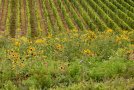 Im Hintergrund Rebzeilen eines Weinbergs, im Vordergrund buntes Blütenmeer auf einer Brachfläche