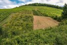 Eine Brachfläche mit offenem Boden liegt neben einer Brachfläche mit vielfältiger Begrünung; im Umfeld bestockte Rebflächen