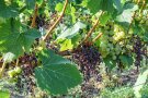 Vertrocknete Beeren am Rebstock im Weinberg.