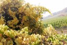 Rebe mit herbstlich verfärbtem Laub überwuchert Hecke am Rand eines Weinbergs